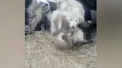 Russian police save albino raccoon, jungle cat stuck together in water well