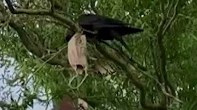 Turkish firefighters save crow choking on face mask wrapped around its neck