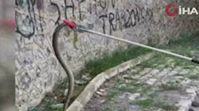 Turkish firefighters release snakes into wild after collecting them from city center