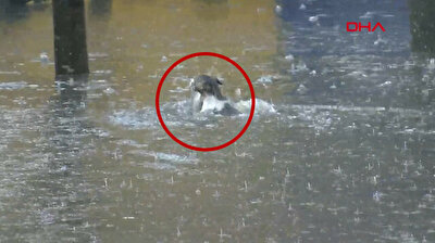 Turkish man saves cat from drowning in flood water in Istanbul