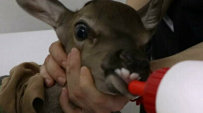 Desperate fawn taken under protection after being found injured in Turkey