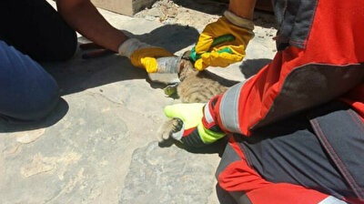 Turkish firefighters rescue cat with head stuck in tin can