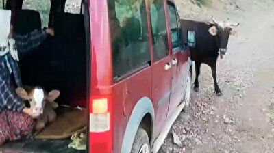 Protective mama cow cuts off villagers after they take away newborn calf