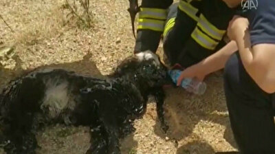Turkish firefighters rescue baby goat from tar pit, bottle-feed it