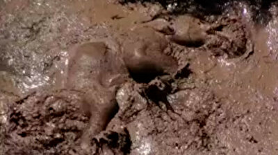 Baby elephant beside itself during mud bath