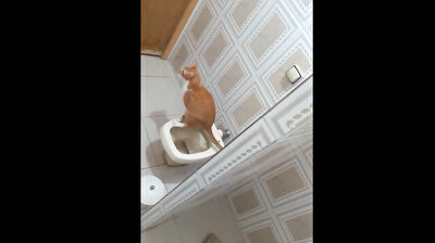 Potty training: clever kitty teaches himself how to use toilet