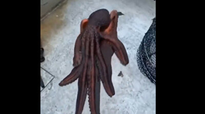 Catch you later: sneaky octopus escapes from boat