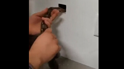 Man sends huge python into wall to get rid of rodent problem
