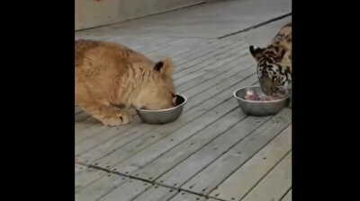 Clever little lion sits on baby tiger’s head to steal its food