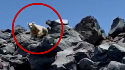 Ukrainian mountaineers encounter albino bear while climbing Turkey’s Mount Ararat