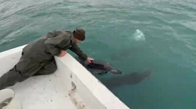 Turkish fisherman strikes up wonderful friendship with dolphins