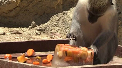 Animals gorge themselves on ice fruit cocktail to cool off at Turkish zoo