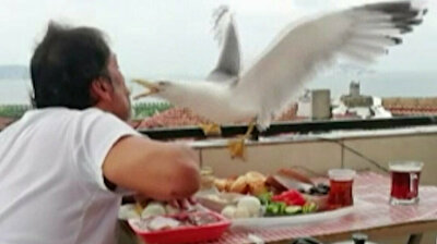 Turkish man befriends gull, feeds it out of his mouth