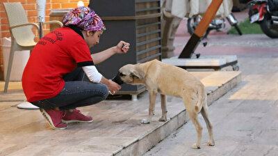 Kind Turkish municipality worker gives thirsty stray dog water to drink amid heatwave
