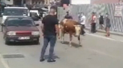 Calf on the loose stops traffic in Turkey's Zonguldak on eve of Eid al-Adha