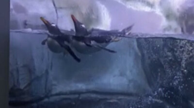 Turkey’s second baby Gentoo penguin attracts visitors of Istanbul Aquarium