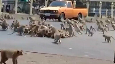 Monkey gangs go to war in Thailand