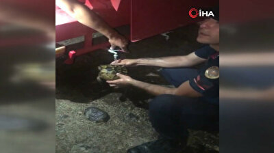 Turkish officials save partly scorched turtle from massive forest fire