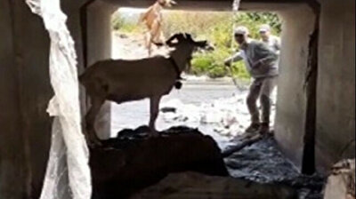 A Wonderful Life: Man throws lasso around runaway sacrificial goat