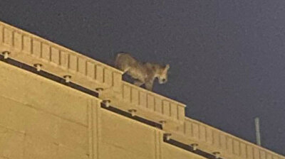 Saudi capital residents panic as lion takes stroll on roof