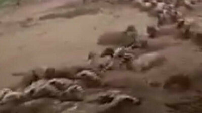Animals swept away by deadly floods in eastern Turkey