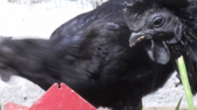 World's most expensive chicken from Indonesia is 'black to the bone'