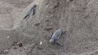 Baby turtles make their way to sea in southern Turkey