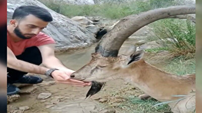 Turkish man carries sick wild goat on his back for 3 km to nearest hospital