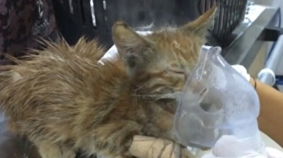 Stray cats injured in Turkey's wildfires receive treatment