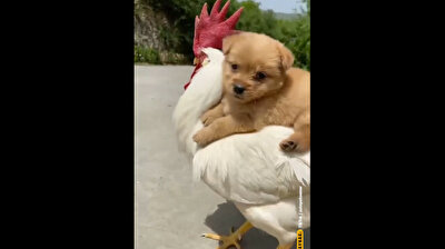 Adorable puppy takes ride on rooster’s back