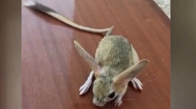 Rare kangaroo rat spotted in eastern Turkey