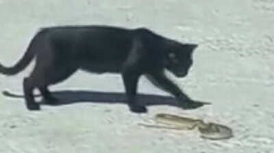 Cat gobbles down snake in ferocious battle