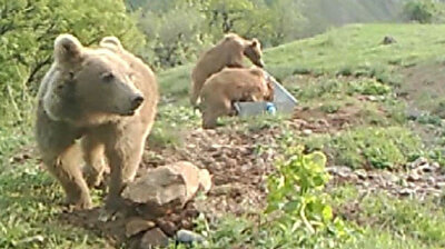Bears, wildcats take dip to cool off in Turkey