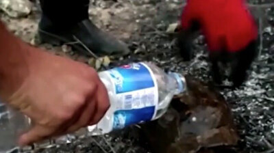Turkish firefighters rescue tortoise stranded among ashes