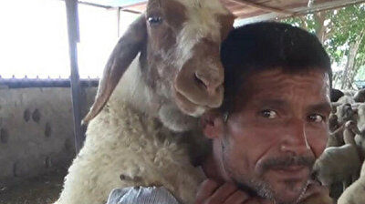 Turkish shepherd carries tired sheep on his back
