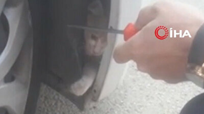 Man saves naughty cat stuck in bumper of his car in Turkey