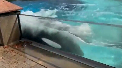 World’s loneliest whale attempts suicide after 40 years of imprisonment