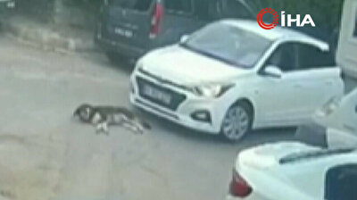 Graphic footage shows cold-blooded driver running over dog in Turkey