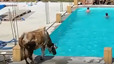 Curious cow takes dip in swimming pool with kids in Ukraine