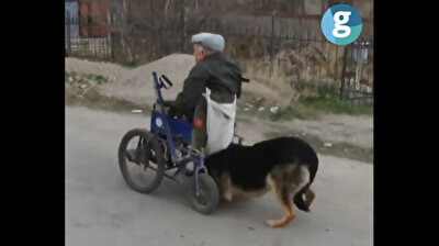 Loyal dog pushes disabled owner's wheelchair in heartwarming video