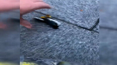 Hundreds of bird corpses decorate pavement after slamming into NYC skyscrapers