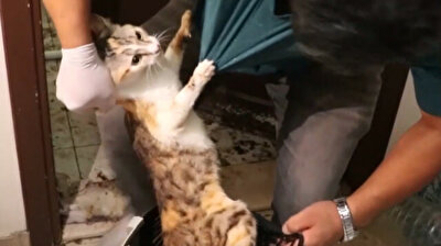 Crazy cat lady? 50 cats found in 64-year-old woman's house after neighbors complain of smell