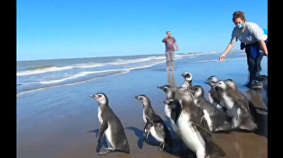 Adorable penguins waddle home to chilly seas after rehab in Argentina