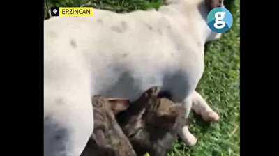 French bulldog breastfeeds kittens after their mother dies in Turkey