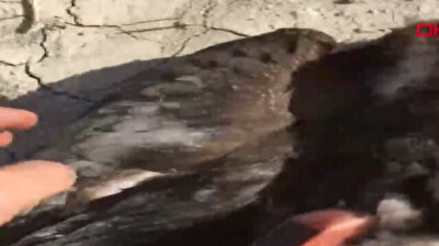 Eagle fitted with transmitter dies after hitting power pole in Turkey