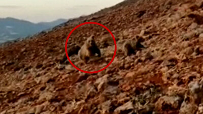 Guard dogs ward off angry bear on verge of attacking sheep in eastern Turkey