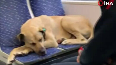 Adorable dog takes refuge from pouring rain on tram in Istanbul