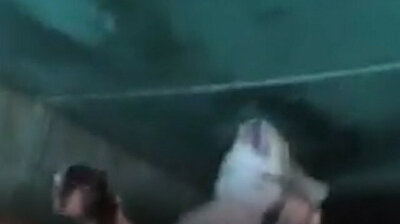 Heroic Turkish teams rescue cat stranded on pier in Istanbul