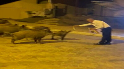 Locals hand-feed foraging wild boars in southwest Turkey