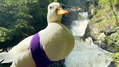 Munchkin, the TikTok duck, earns $4,500 a month by quacking for the camera